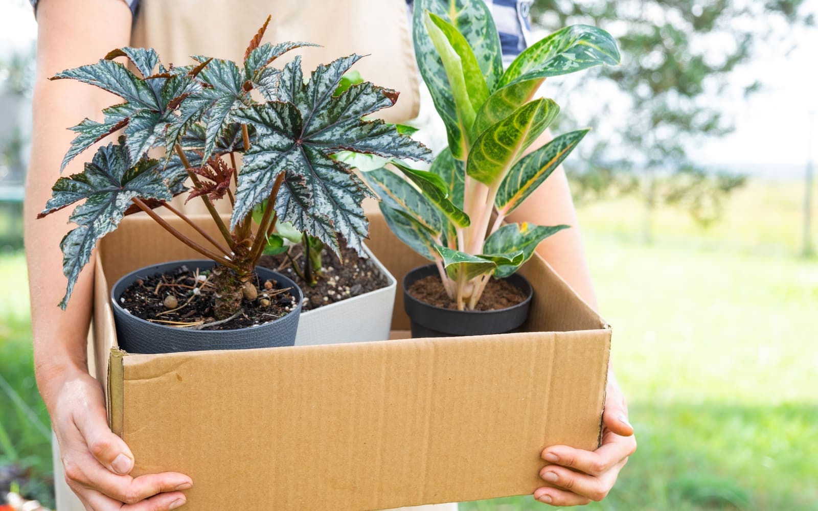 Kwetsbare planten veilig verpakken voor verzending