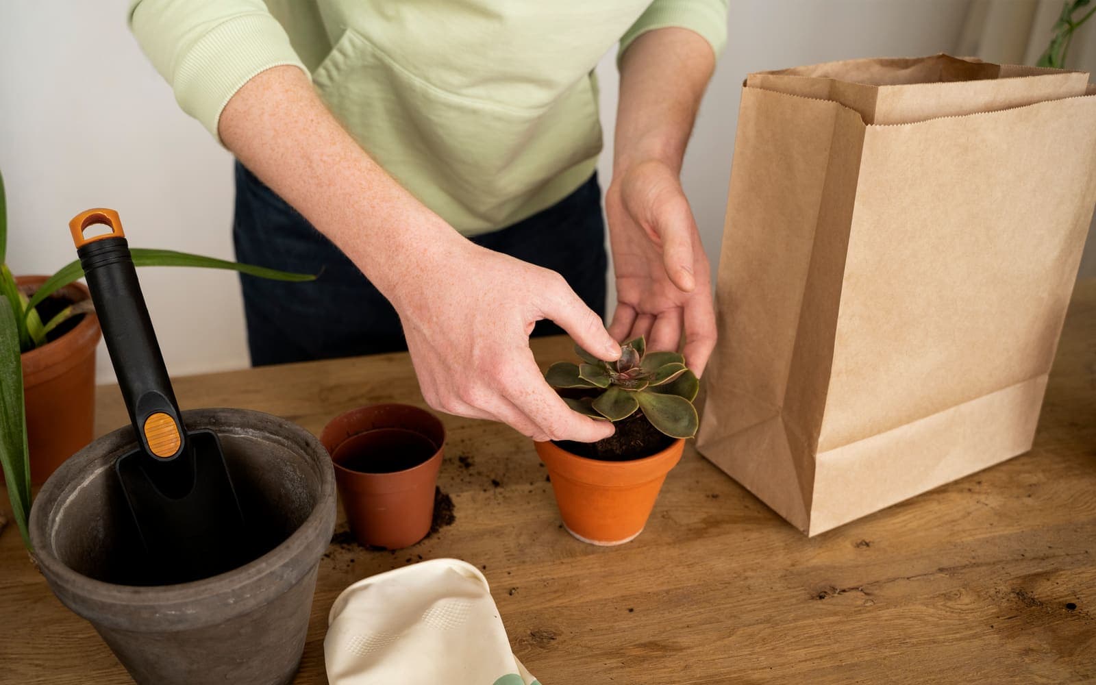 Planten verzenden tips: zo komen ze altijd levend aan